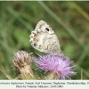 pseudochazara daghestana chonkatau female 1